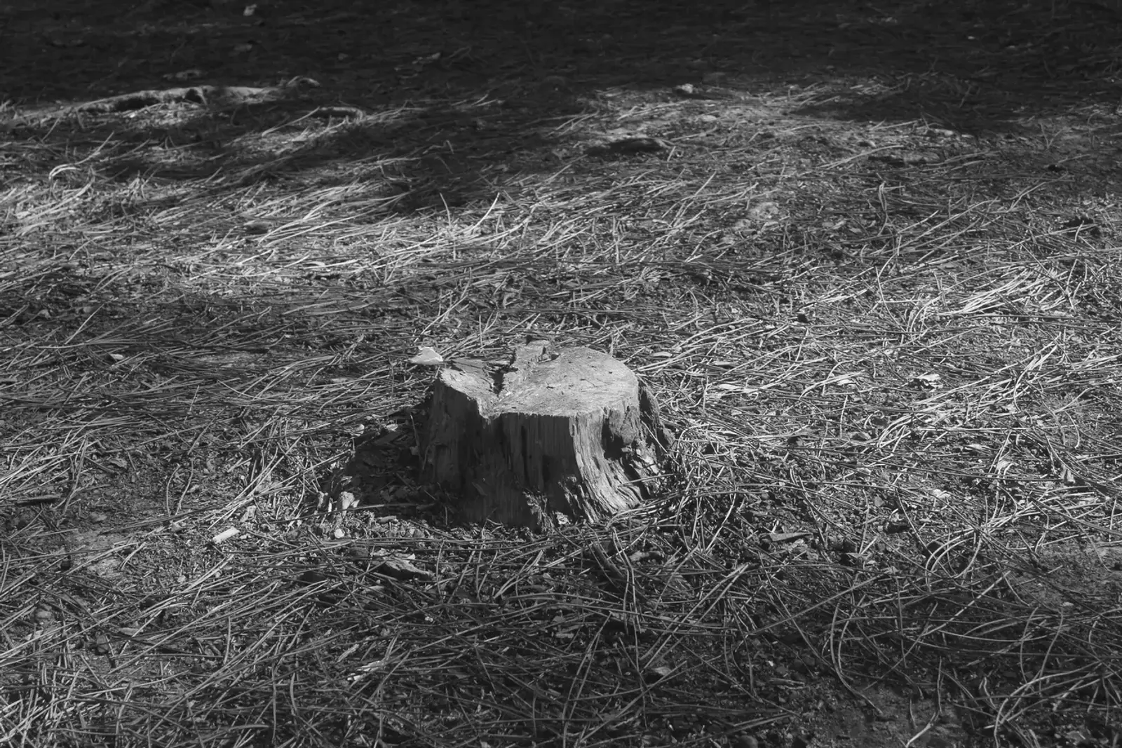 Freshly ground tree stump surrounded by wood chips in a cleared lot